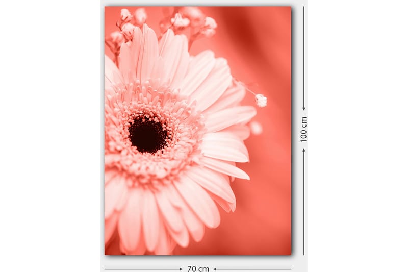 Canvastavla 70x100 cm - Närbild av en rosa blomma med en mörk mittpunkt - Rosa / Svart - Inredning - Tavlor & posters - Canvastavla