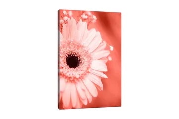 Canvastavla 70x100 cm - Närbild av en rosa blomma med en mörk mittpunkt - Rosa / Svart - Inredning - Tavlor & posters - Canvastavla