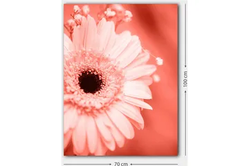 Canvastavla 70x100 cm - Närbild av en rosa blomma med en mörk mittpunkt - Rosa / Svart - Inredning - Tavlor & posters - Canvastavla