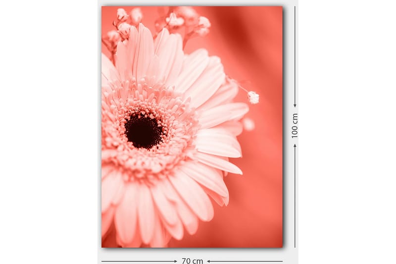 Canvastavla 70x100 cm - Närbild av en rosa blomma med en mörk mittpunkt - Rosa / Svart - Inredning - Tavlor & posters - Canvastavla