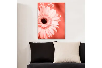 Canvastavla 70x100 cm - Närbild av en rosa blomma med en mörk mittpunkt - Rosa / Svart - Inredning - Tavlor & posters - Canvastavla