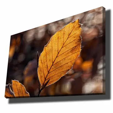 Canvastavla 70x100 cm - Närbild av ett gyllene höstlöv med detaljerade ådringar - Guldorange / Brun - Inredning - Tavlor & posters - Canvastavla