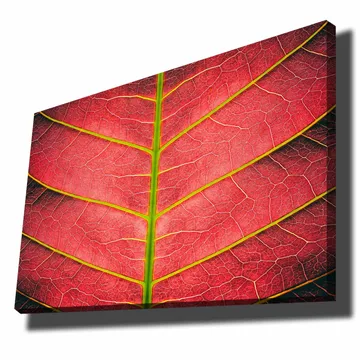 Canvastavla 70x100 cm - Närbild av ett rödaktigt blad med detaljerade ådror - Röd / Grön - Inredning - Tavlor & posters - Canvastavla