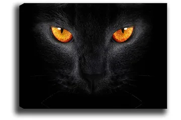 Canvastavla 70x100 cm - Närbild av ett svart katthuvud med intensiva ögon - Svart / Orange - Inredning - Tavlor & posters - Canvastavla