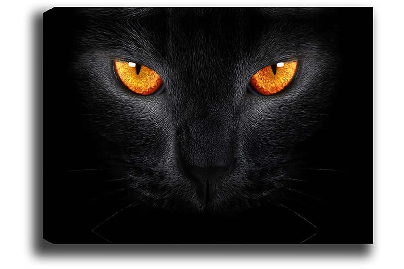Canvastavla 70x100 cm - Närbild av ett svart katthuvud med intensiva ögon - Svart / Orange - Inredning - Tavlor & posters - Canvastavla