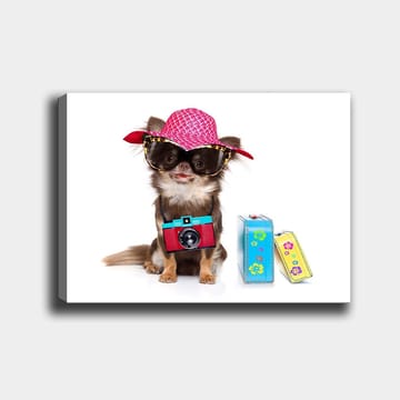 Canvastavla 70x100 cm - Söt chihuahua klädd i solhatt och solglasögon, med en kamera hängande runt halsen - Rosa / Blå / Röd - Inredning - Tavlor & posters - Canvastavla