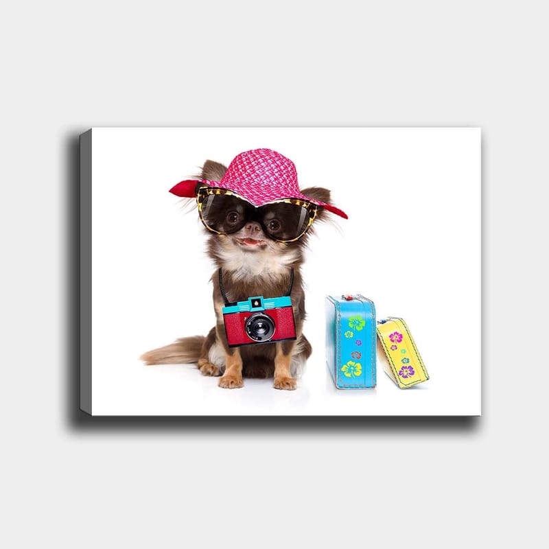 Canvastavla 70x100 cm - Söt chihuahua klädd i solhatt och solglasögon, med en kamera hängande runt halsen, Rosa / Blå / Röd