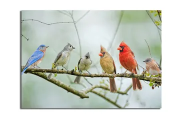 Canvastavla 70x100 cm - Samling av färgglada fåglar som sitter på en gren - Blå / Röd / Grå - Inredning - Tavlor & posters - Canvastavla