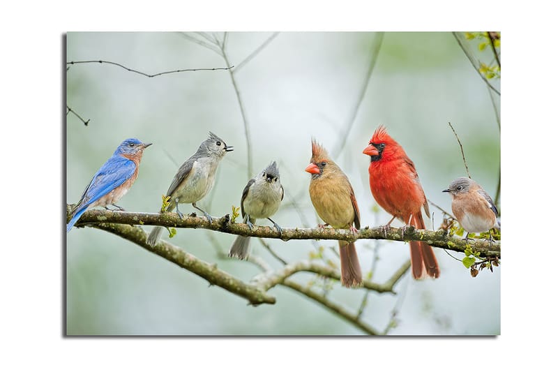 Canvastavla 70x100 cm - Samling av färgglada fåglar som sitter på en gren, Blå / Röd / Grå
