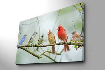 Canvastavla 70x100 cm - Samling av färgglada fåglar som sitter på en gren - Blå / Röd / Grå - Inredning - Tavlor & posters - Canvastavla