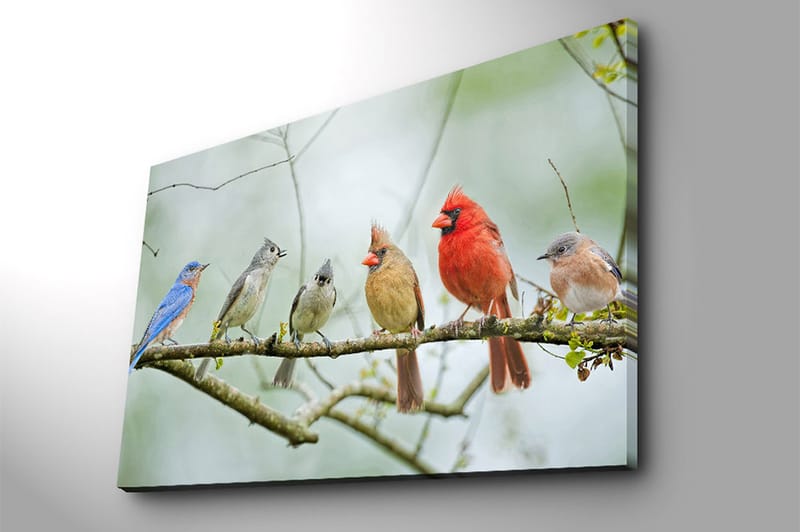 Canvastavla 70x100 cm - Samling av färgglada fåglar som sitter på en gren - Blå / Röd / Grå - Inredning - Tavlor & posters - Canvastavla