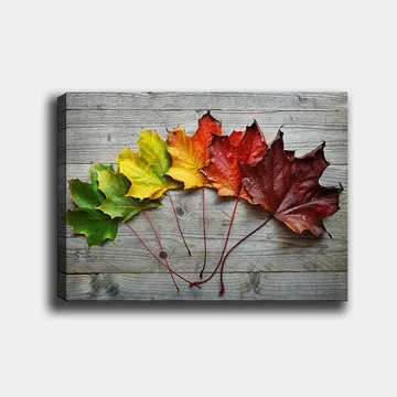 Canvastavla 70x100 cm - Samling av färgglada höstlöv i olika nyanser på en träyta - Grön / Gul / Röd - Inredning - Tavlor & posters - Canvastavla