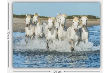 Canvastavla 70x100 cm - Sex vita hästar som galopperar genom vattnet - Vit / Ljusblond - Inredning - Tavlor & posters - Canvastavla