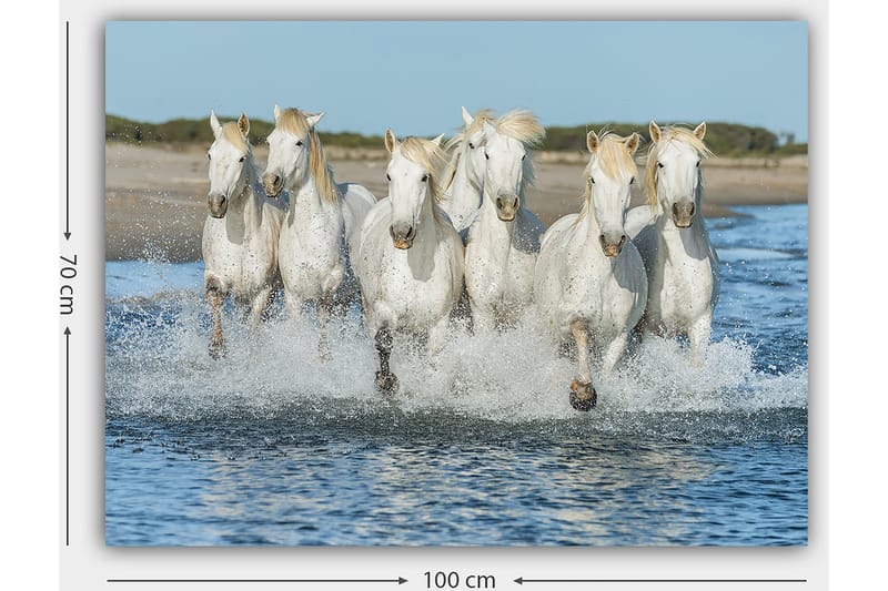 Canvastavla 70x100 cm - Sex vita hästar som galopperar genom vattnet - Vit / Ljusblond - Inredning - Tavlor & posters - Canvastavla