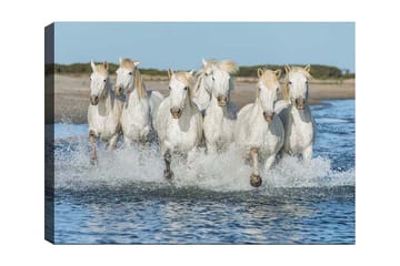 Canvastavla 70x100 cm - Sex vita hästar som galopperar genom vattnet - Vit / Ljusblond - Inredning - Tavlor & posters - Canvastavla