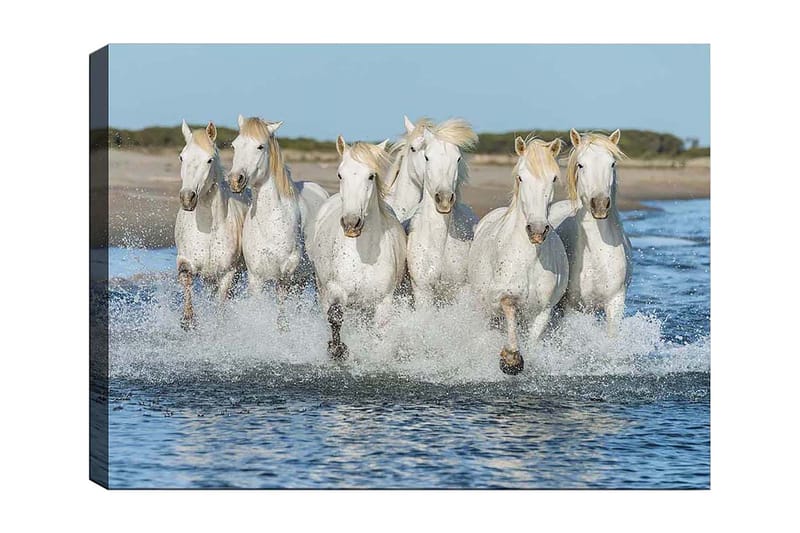 Canvastavla 70x100 cm - Sex vita hästar som galopperar genom vattnet, Vit / Ljusblond