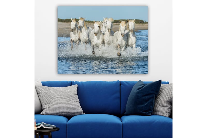 Canvastavla 70x100 cm - Sex vita hästar som galopperar genom vattnet - Vit / Ljusblond - Inredning - Tavlor & posters - Canvastavla