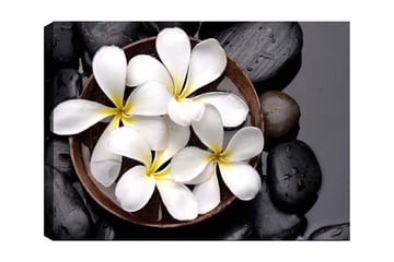 Canvastavla 70x100 cm - Skål med vita blommor och svarta stenar - Vit / Svart / Gul - Inredning - Tavlor & posters - Canvastavla