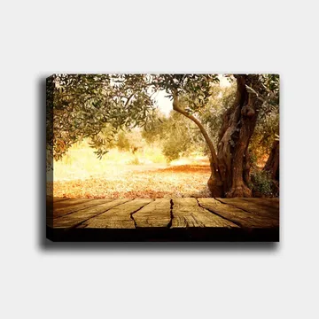 Canvastavla 70x100 cm - Solbelyst landskapsscen med olivträd och en träyta i förgrunden - Guld / Brun / Grön - Inredning - Tavlor & posters - Canvastavla