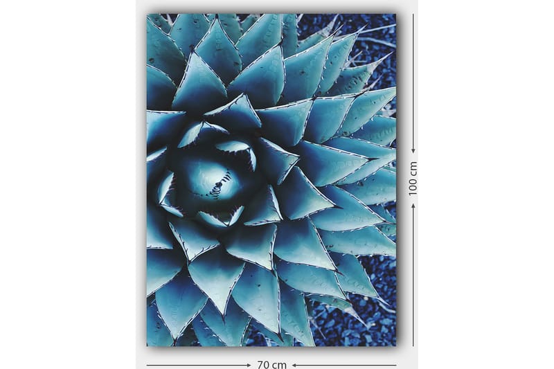 Canvastavla 70x100 cm - Stiliserad bild av en agaveplanta med fokus på dess symmetriska bladstruktur - Blå / Grön - Inredning - Tavlor & posters - Canvastavla