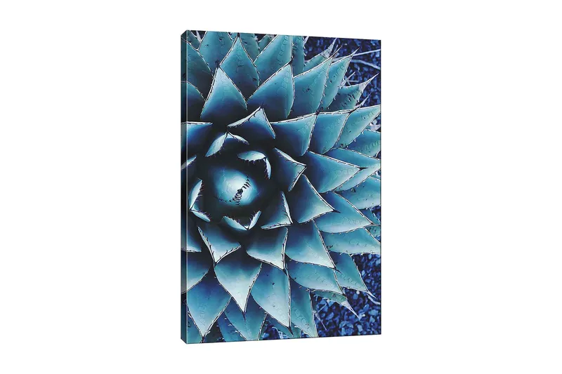 Canvastavla 70x100 cm - Stiliserad bild av en agaveplanta med fokus på dess symmetriska bladstruktur, Blå / Grön