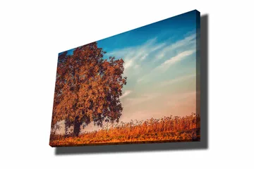 Canvastavla 70x100 cm - Stor, orange trädkrona i höstfärger mot en klarblå himmel - Orange / Blå / Beige - Inredning - Tavlor & posters - Canvastavla