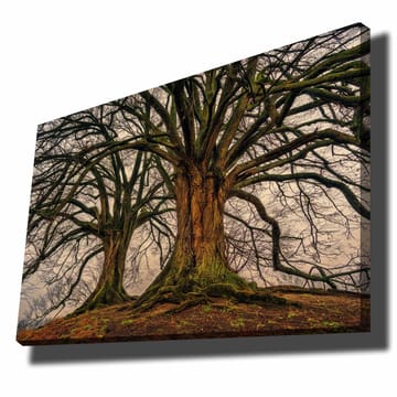 Canvastavla 70x100 cm - Storslagna träd med kraftiga grenar och detaljerad bark - Mörkbrun / Grön / Beige - Inredning - Tavlor & posters - Canvastavla