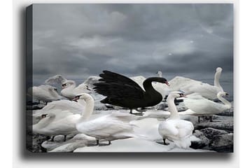 Canvastavla 70x100 cm - Svart svan omgiven av flera vita svanar på en stenig strand - Vit / Svart / Grå - Inredning - Tavlor & posters - Canvastavla