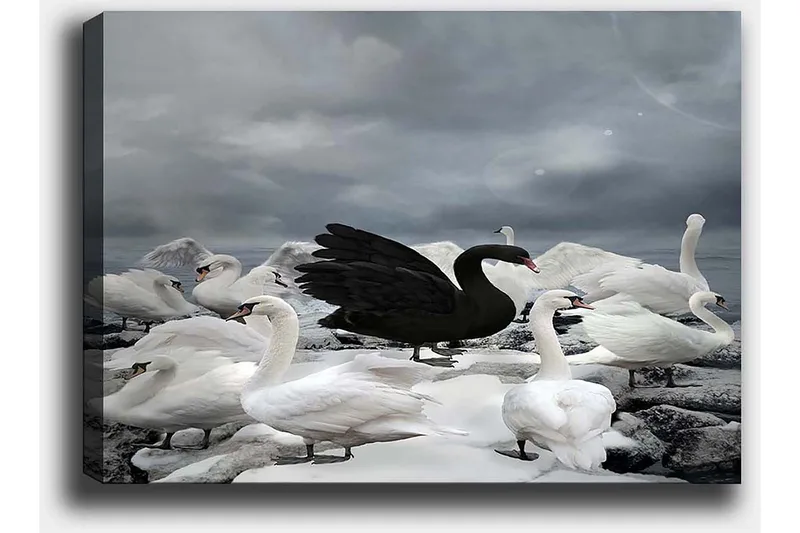 Canvastavla 70x100 cm - Svart svan omgiven av flera vita svanar på en stenig strand - Vit / Svart / Grå - Inredning - Tavlor & posters - Canvastavla
