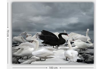 Canvastavla 70x100 cm - Svart svan omgiven av flera vita svanar på en stenig strand - Vit / Svart / Grå - Inredning - Tavlor & posters - Canvastavla