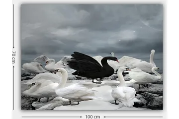 Canvastavla 70x100 cm - Svart svan omgiven av flera vita svanar på en stenig strand - Vit / Svart / Grå - Inredning - Tavlor & posters - Canvastavla