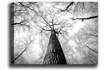Canvastavla 70x100 cm - Svartvit bild av ett träd som sträcker sig upp mot en ljus himmel, sedd från marken - Svart / Vitt / Grått - Inredning - Tavlor & posters - Canvastavla