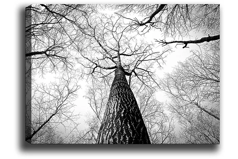 Canvastavla 70x100 cm - Svartvit bild av ett träd som sträcker sig upp mot en ljus himmel, sedd från marken - Svart / Vitt / Grått - Inredning - Tavlor & posters - Canvastavla