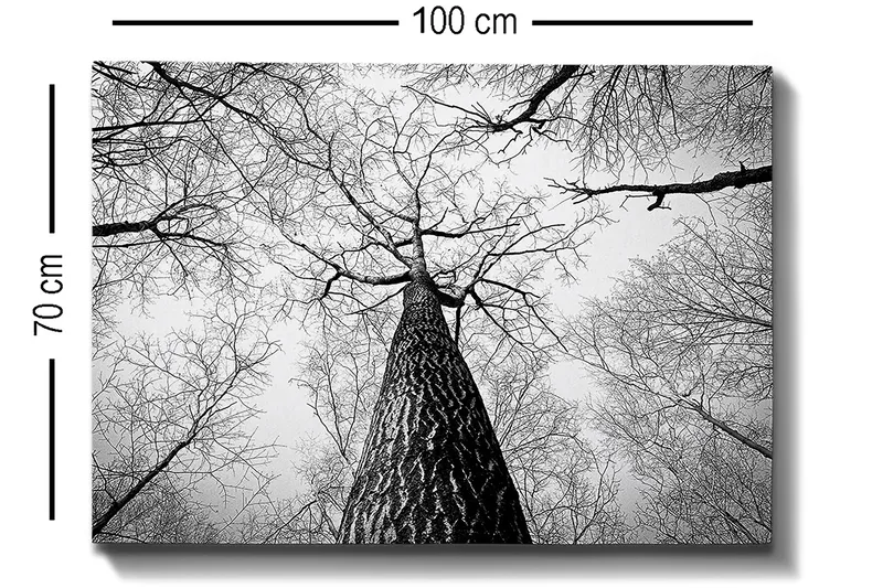 Canvastavla 70x100 cm - Svartvit bild av ett träd som sträcker sig upp mot en ljus himmel, sedd från marken - Svart / Vitt / Grått - Inredning - Tavlor & posters - Canvastavla