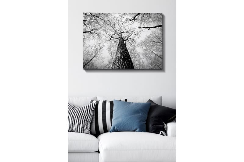 Canvastavla 70x100 cm - Svartvit bild av ett träd som sträcker sig upp mot en ljus himmel, sedd från marken, Svart / Vitt / Grått