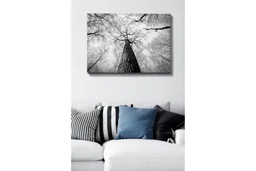 Canvastavla 70x100 cm - Svartvit bild av ett träd som sträcker sig upp mot en ljus himmel, sedd från marken - Svart / Vitt / Grått - Inredning - Tavlor & posters - Canvastavla
