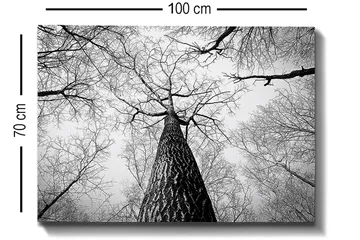 Canvastavla 70x100 cm - Svartvit bild av ett träd som sträcker sig upp mot en ljus himmel, sedd från marken - Svart / Vitt / Grått - Inredning - Tavlor & posters - Canvastavla