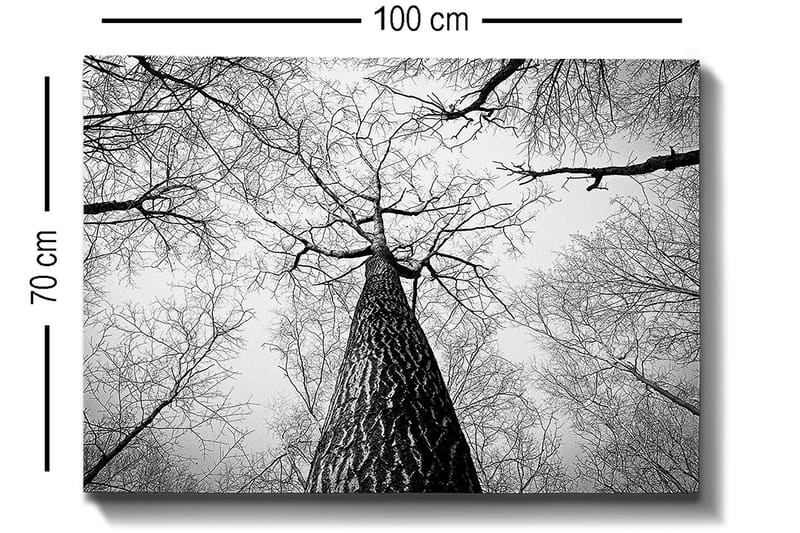Canvastavla 70x100 cm - Svartvit bild av ett träd som sträcker sig upp mot en ljus himmel, sedd från marken - Svart / Vitt / Grått - Inredning - Tavlor & posters - Canvastavla
