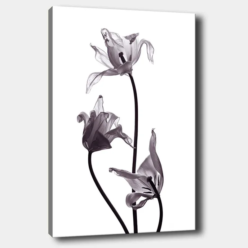 Canvastavla 70x100 cm - Svartvita tulpaner med eleganta former som sträcker sig mot toppen, Svart / Grå