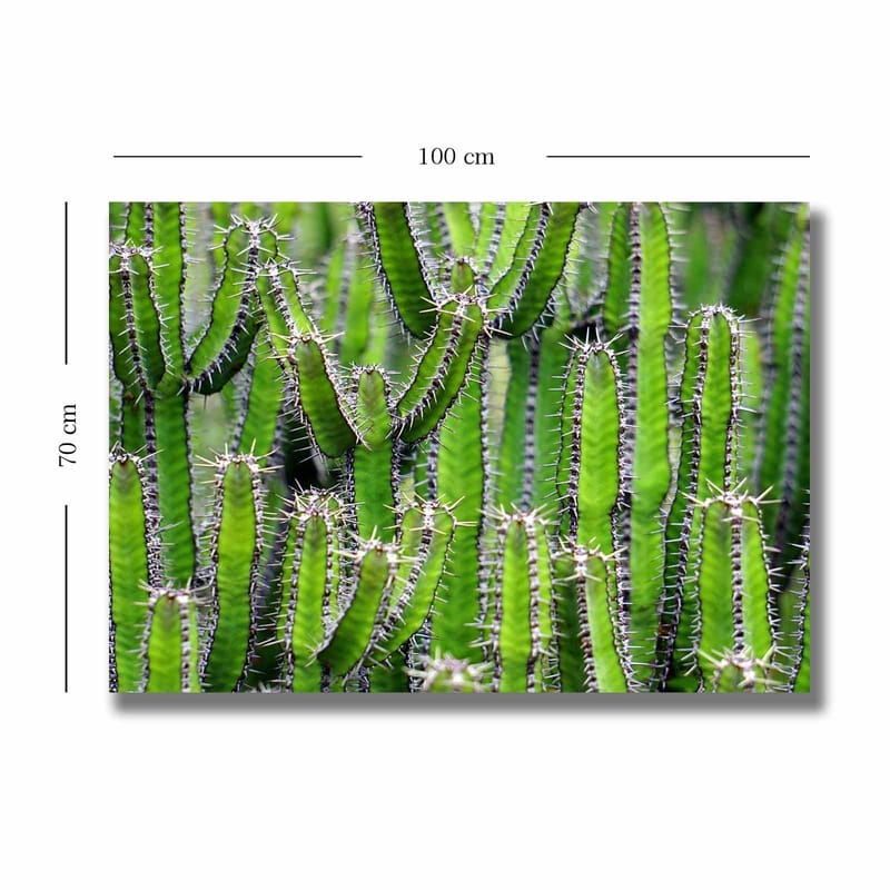 Canvastavla 70x100 cm - Tät samling av kaktusar med långa, smala stammar och taggar - Grön / Ljusgrön - Inredning - Tavlor & posters - Canvastavla