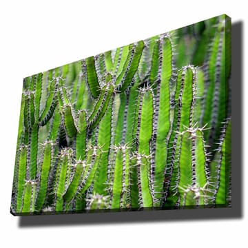 Canvastavla 70x100 cm - Tät samling av kaktusar med långa, smala stammar och taggar - Grön / Ljusgrön - Inredning - Tavlor & posters - Canvastavla
