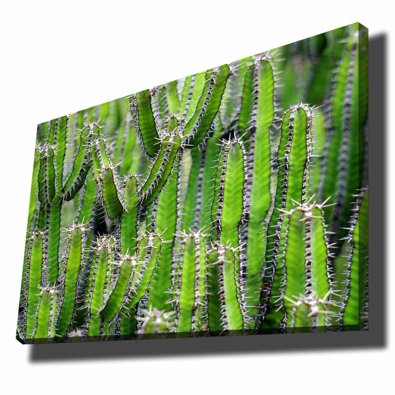 Canvastavla 70x100 cm - Tät samling av kaktusar med långa, smala stammar och taggar, Grön / Ljusgrön