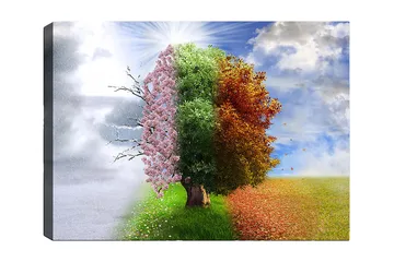 Canvastavla 70x100 cm - Trädkonstruktion som representerar de fyra årstiderna, från vinter till vår, som övergår till sommar och höst - Rosa / Grön / Orange - Inredning - Tavlor & posters - Canvastavla