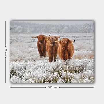 Canvastavla 70x100 cm - Tre höglandsko i en frostig landskapsscen - Orange / Vit / Grå - Inredning - Tavlor & posters - Canvastavla