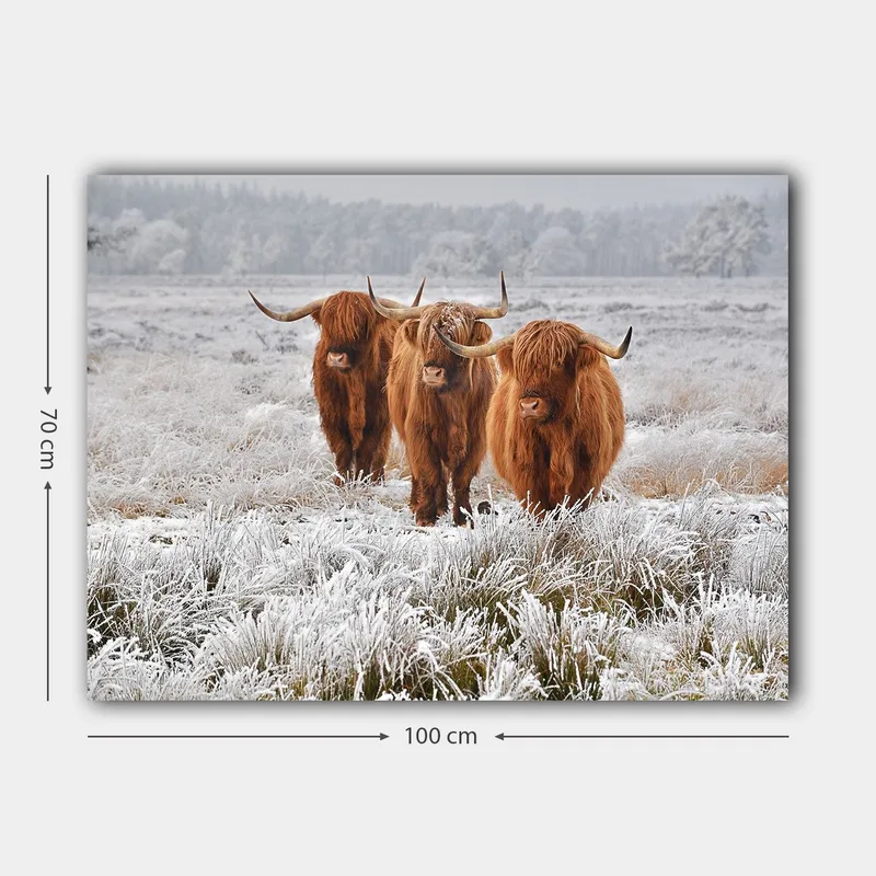 Canvastavla 70x100 cm - Tre höglandsko i en frostig landskapsscen - Orange / Vit / Grå - Inredning - Tavlor & posters - Canvastavla