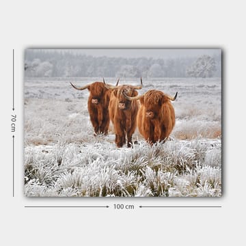 Canvastavla 70x100 cm - Tre höglandsko i en frostig landskapsscen - Orange / Vit / Grå - Inredning - Tavlor & posters - Canvastavla