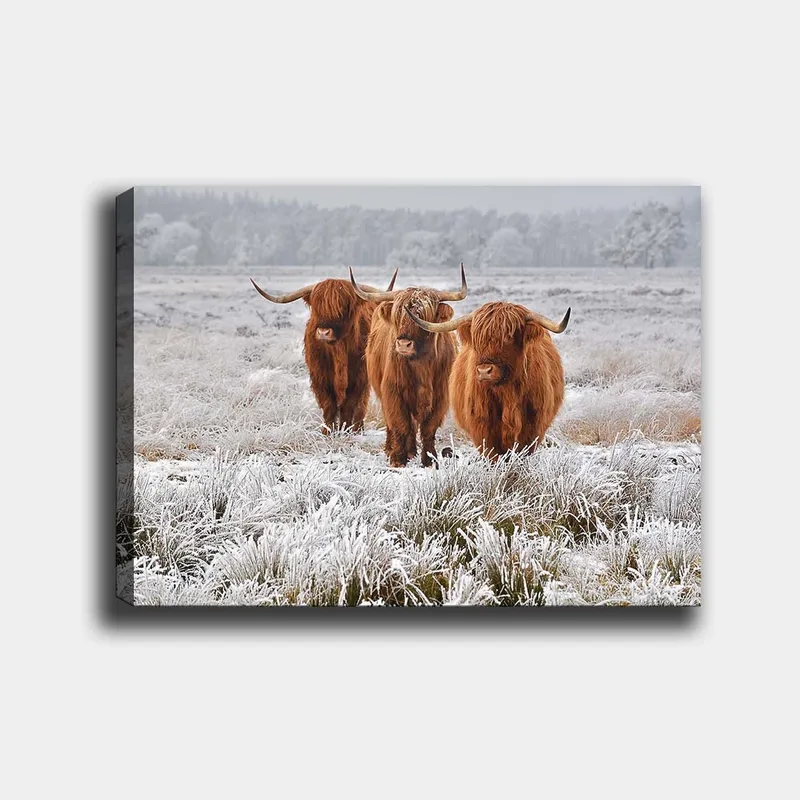 Canvastavla 70x100 cm - Tre höglandsko i en frostig landskapsscen - Orange / Vit / Grå - Inredning - Tavlor & posters - Canvastavla