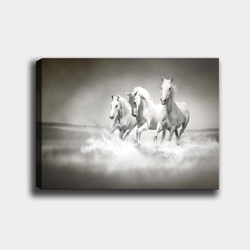 Canvastavla 70x100 cm - Tre vita hästar som galopperar genom vatten - Vit / Grå - Inredning - Tavlor & posters - Canvastavla