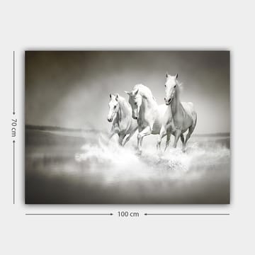 Canvastavla 70x100 cm - Tre vita hästar som galopperar genom vatten - Vit / Grå - Inredning - Tavlor & posters - Canvastavla