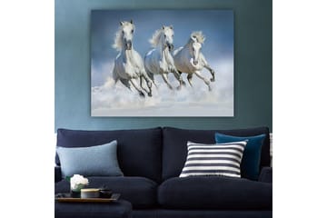 Canvastavla 70x100 cm - Tre vita hästar som galopperar genom vattnet - Vit / Ljusblå - Inredning - Tavlor & posters - Canvastavla